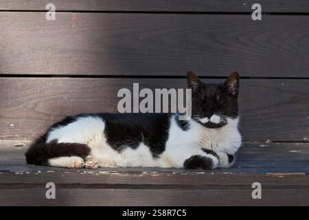 Schöne schwarz-weiße Katze, die auf einer Holzbank liegt Stockfoto