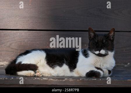 Schöne schwarz-weiße Katze, die auf einer Holzbank liegt Stockfoto