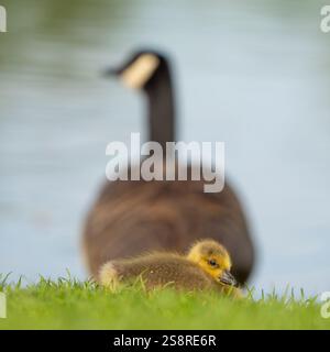 Rückansicht der wilden kanadischen Gans (Branta canadensis) mit Küken am Rand des Wassers an einem sonnigen Tag. Stockfoto