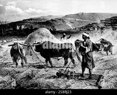 Gravur, die das Dreschen von Mais mit Ochsen und einem hölzernen Schlitten. Von Charles Cousen (1819-1889) ein englischer Kupferstecher eingraviert. Vom 19. Jahrhundert Stockfoto