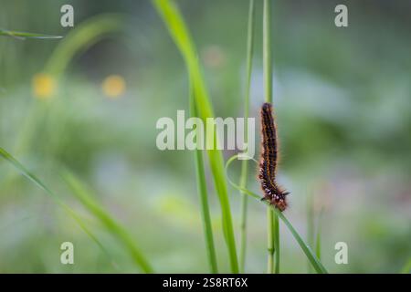 Raupe der Trinkermotte (Philudoria potatoria). Eine Trinkermotte raupe, die auf einem Grasblatt am Rande des Waldes kriecht. Stockfoto