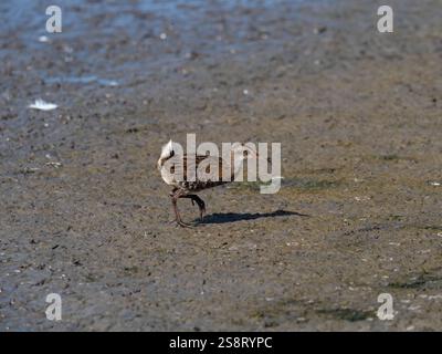 Wasserbahn Rallus aquaticus auf Schlamm am Rand einer Lagune, Parc Ornithologique, regionaler Naturpark der Camargue, Frankreich, September 2019 Stockfoto