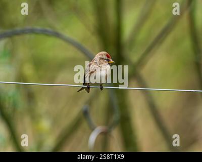 Carduelis flammea, Erwachsener auf einem Draht, Foulshaw Moss Nature Reserve, Cumbria Wildlife Trust, Cumbria, England, Vereinigtes Königreich, April 2022 Stockfoto
