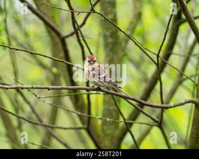 Rotpoll Carduelis flammea in Weide, Foulshaw Moss Nature Reserve, Cumbria Wildlife Trust, Cumbria, England, Vereinigtes Königreich, April 2022 Stockfoto