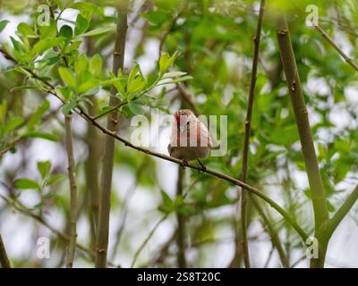 Rotpoll Carduelis flammea in Weide, Foulshaw Moss Nature Reserve, Cumbria Wildlife Trust, Cumbria, England, Vereinigtes Königreich, April 2022 Stockfoto