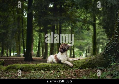 Ein Lagotto Romagnolo entspannt sich im schattigen Wald auf einem moosigen Fleck. Der ruhige Moment fängt die Haltung des Hundes und den Reichtum des Grüns ein Stockfoto