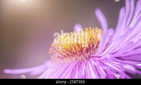 Ein Bild eines pinkfarbenen Aster-Detailmakros Stockfoto