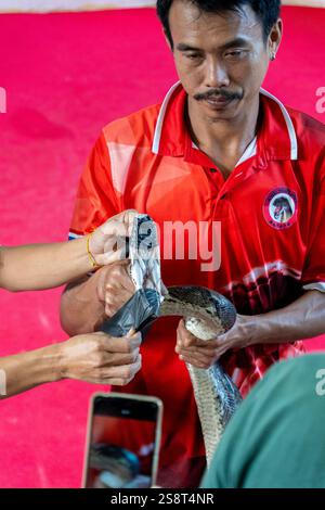 Bangkok, thailand - 25. Dezember 2024: Eine Anakonda in einer thailändischen Schlangenshow Stockfoto