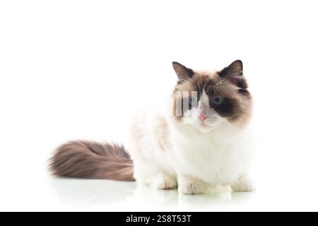 Flauschiges Ragdoll-Haustier mit ausdrucksstarkem Look, isoliert auf weißem Hintergrund. Stockfoto