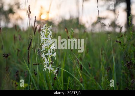 Weiße wilde kleine SchmetterlingsOrchideenblüten (Platanthera bifolia) in Blüte. Geschützte Pflanze auf winziger Ostseeinsel. Stockfoto