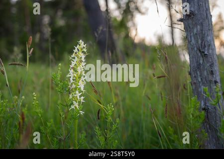 Weiße wilde kleine SchmetterlingsOrchideenblüten (Platanthera bifolia) in Blüte. Geschützte Pflanze auf winziger Ostseeinsel. Stockfoto