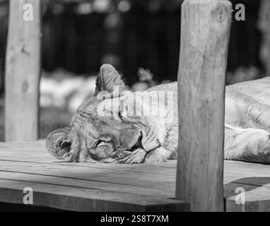 Ruhiger Moment: Löwe schläft in seinem Gehege Stockfoto
