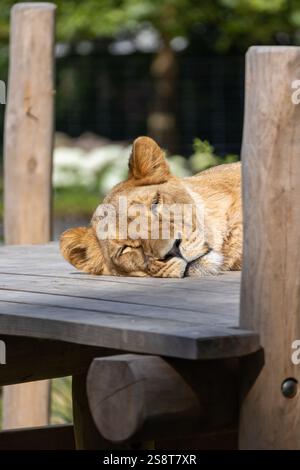 Ruhiger Moment: Löwe schläft in seinem Gehege Stockfoto