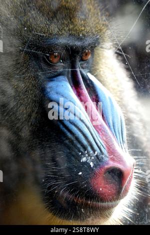 Usti Nad Labem, Tschechische Republik. Januar 2025. Mandrill Affe blickt aus seinem Gehege in den Zoo Usti nad Labem in der Tschechischen Republik. Männliche Mandrillen (Mandrillus sphinx) sind einzigartig unter Säugetieren, da sie ein erstaunlich blaues und rotes Gesicht zeigen. (Kreditbild: © Slavek Ruta/ZUMA Press Wire) NUR REDAKTIONELLE VERWENDUNG! Nicht für kommerzielle ZWECKE! Stockfoto