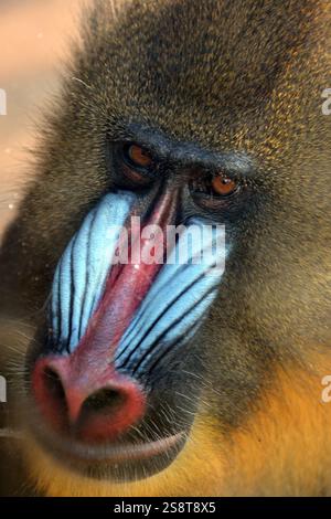 Usti Nad Labem, Tschechische Republik. Januar 2025. Mandrill Affe blickt aus seinem Gehege in den Zoo Usti nad Labem in der Tschechischen Republik. Männliche Mandrillen (Mandrillus sphinx) sind einzigartig unter Säugetieren, da sie ein erstaunlich blaues und rotes Gesicht zeigen. (Kreditbild: © Slavek Ruta/ZUMA Press Wire) NUR REDAKTIONELLE VERWENDUNG! Nicht für kommerzielle ZWECKE! Stockfoto