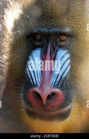 Usti Nad Labem, Tschechische Republik. Januar 2025. Mandrill Affe blickt aus seinem Gehege in den Zoo Usti nad Labem in der Tschechischen Republik. Männliche Mandrillen (Mandrillus sphinx) sind einzigartig unter Säugetieren, da sie ein erstaunlich blaues und rotes Gesicht zeigen. (Kreditbild: © Slavek Ruta/ZUMA Press Wire) NUR REDAKTIONELLE VERWENDUNG! Nicht für kommerzielle ZWECKE! Stockfoto