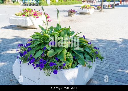 Hosta und Petunia geht. Blumenbeet in Beton-Pflanzgefäß mischen. Mini-Blumenbeet Garten im Topf auf der Straße Stockfoto