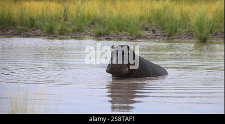 Flusspferde oder Flusspferde (Hippopotamus amphibius) schaut in die Kamera. Okavango Delta, Botswana, Afrika. Frontales Porträt. Stockfoto