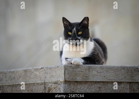 Eine schwarz-weiße Katze mit grünen Augen, die auf einem Steinzaun ruht. Stockfoto
