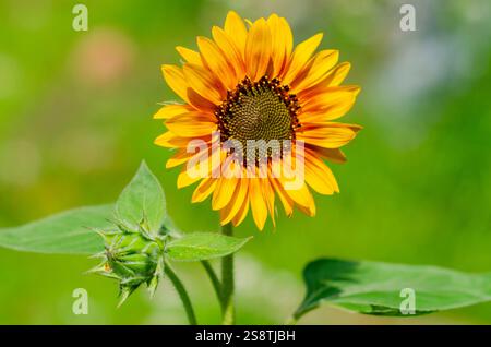 Schöne orange gelbe Sonnenblume Nahaufnahme in der Blüte im Garten Stockfoto