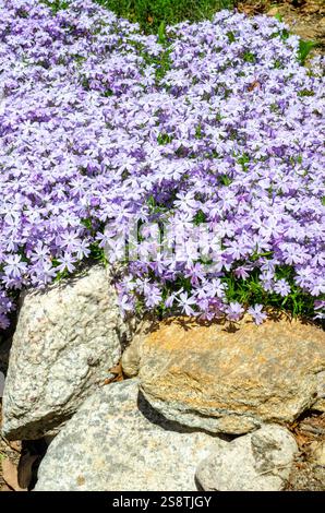 Blühende kriechende Phlox stolonifera im Steinmauergarten Stockfoto