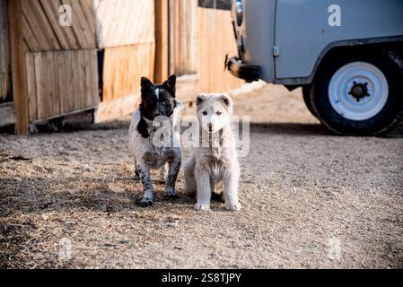 Zwei obdachlose, süße, flauschige Welpen draußen im Hof Stockfoto
