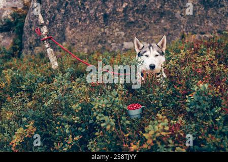 Niedlicher flauschiger Husky-Hund auf Wanderung auf Picknick-Haustier sitzend in Büschen Stockfoto