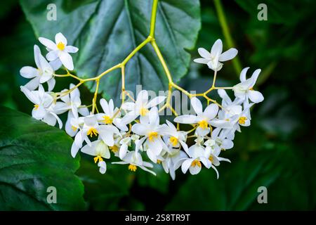 Wachsbegonie Stockfoto