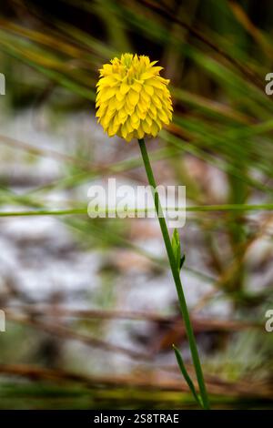 Gelbes Milchkraut, Junggesellenknopf Stockfoto