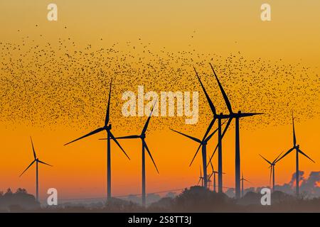 Europäisches Starenmurmeln / große Schar gewöhnlicher Starlinge (Sturnus vulgaris), die an Windturbinen von Windparks vorbeifliegen, die gegen Sonnenuntergang in der Silhouette stehen Stockfoto