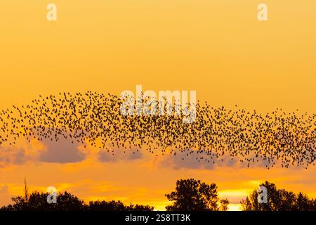 Europäisches Starenmurmeln / große Schar gewöhnlicher Starlinge (Sturnus vulgaris), die über Baumkronen fliegen, die gegen Sonnenuntergang in Silhouetten liegen Stockfoto