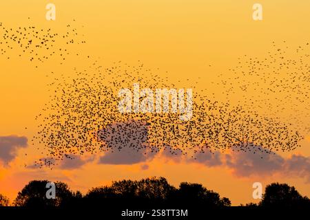 Europäisches Starenmurmeln / große Schar gewöhnlicher Starlinge (Sturnus vulgaris), die über Baumkronen fliegen, die gegen Sonnenuntergang in Silhouetten liegen Stockfoto