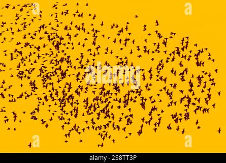 Europäisches Starenmurmeln / große Schar gewöhnlicher Starlinge (Sturnus vulgaris) im Flug Silhouetten gegen Sonnenuntergang Stockfoto