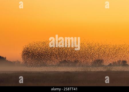 Europäisches Starenmurmeln / große Schar gewöhnlicher Starlinge (Sturnus vulgaris), die im Schilf zu Bett fliegen und landen, Silhouetten gegen Sonnenuntergang Stockfoto