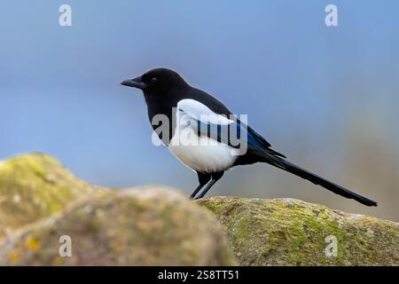 Eurasische Elster / gemeine Elster (Pica pica) auf Felsen Stockfoto