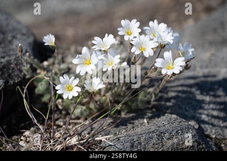 Kleine weiße Wildblumen blühen in felsigem Gelände in der Sommersonne von Ilulissat und zeigen die Widerstandsfähigkeit der Natur in der arktischen Umgebung. Stockfoto
