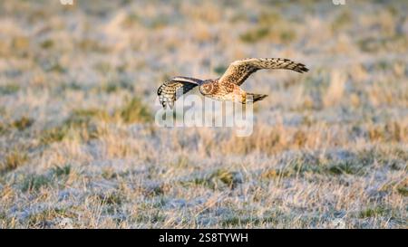 Nördlicher harrier Circus hudsonius, der am Wintermorgen über frostige Wiese fliegt Stockfoto