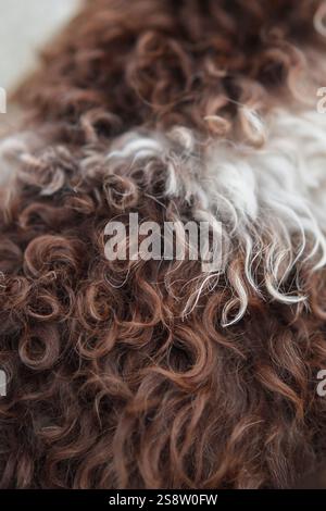 Eine Nahaufnahme des lockigen Fells eines Lagotto Romagnolo zeigt seine einzigartige Textur. Das Bild betont die komplizierten Details des Hundes Fell und natürlich Stockfoto