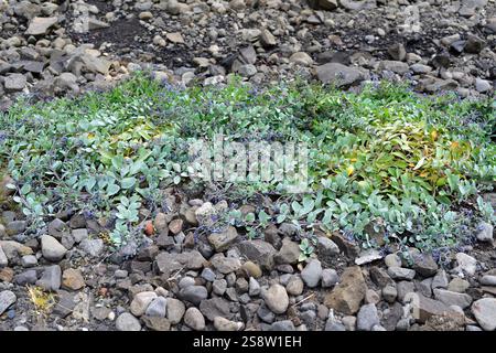 Die Austernpflanze (Mertensia maritima) ist ein mehrjähriges Kraut, das in den Küsten der umliegenden Gebiete der nördlichen Hemisphäre beheimatet ist. Dieses Foto wurde aufgenommen Stockfoto