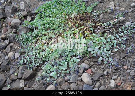 Die Austernpflanze (Mertensia maritima) ist ein mehrjähriges Kraut, das in den Küsten der umliegenden Gebiete der nördlichen Hemisphäre beheimatet ist. Dieses Foto wurde aufgenommen Stockfoto
