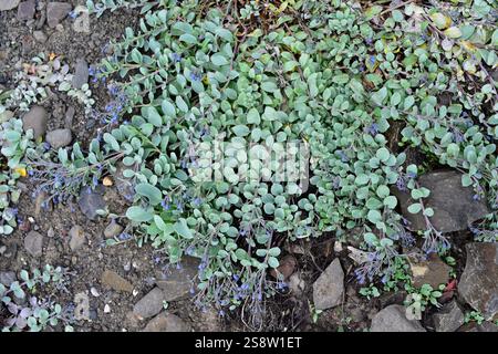 Die Austernpflanze (Mertensia maritima) ist ein mehrjähriges Kraut, das in den Küsten der umliegenden Gebiete der nördlichen Hemisphäre beheimatet ist. Dieses Foto wurde aufgenommen Stockfoto