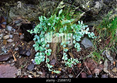 Die Austernpflanze (Mertensia maritima) ist ein mehrjähriges Kraut, das in den Küsten der umliegenden Gebiete der nördlichen Hemisphäre beheimatet ist. Dieses Foto wurde aufgenommen Stockfoto