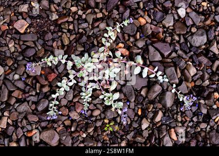 Die Austernpflanze (Mertensia maritima) ist ein mehrjähriges Kraut, das in den Küsten der umliegenden Gebiete der nördlichen Hemisphäre beheimatet ist. Dieses Foto wurde aufgenommen Stockfoto