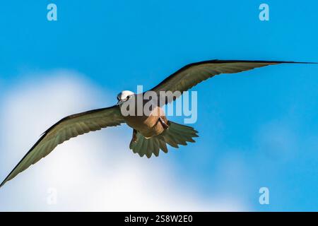 Französisch-Polynesien, Tikehau-Atoll. Brauner Nickelvogel im Flug. Stockfoto