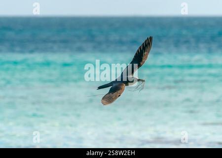 Französisch-Polynesien, Tikehau-Atoll. Brauner Noddy Vogel im Flug mit Nistmaterial. Stockfoto