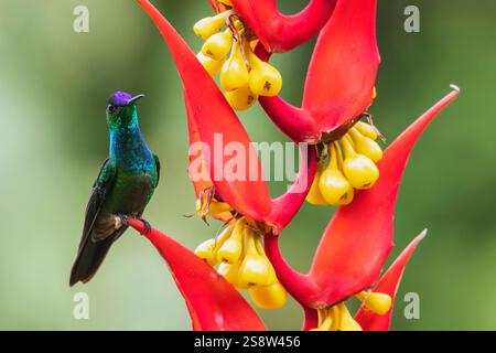 Violett-Brillant auf Helikonia-Blüte, Nebelwald, Ecuador Stockfoto