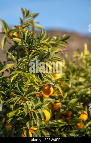 Reife süße Orangen und grünes Laub vor blauem Himmel Stockfoto