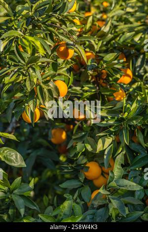 Eine Gruppe reifer, saftiger Orangen wächst auf einem Baumzweig Stockfoto