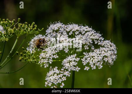 Weiße Blütenstände und grüne Blätter der Pflanze Aethusa cynapium. Stockfoto
