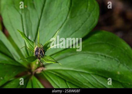 Sehr giftige Pflanze Rabenauge vierblättrige Paris quadrifolia auch bekannt, Beere oder True Lovers Knot wächst in der Wildnis in einem Wald. Stockfoto